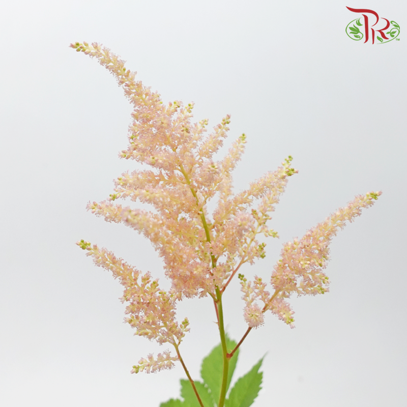 Astilbe - Champagne (5 Stems)-Champagne-Japan-prflorist.com.my