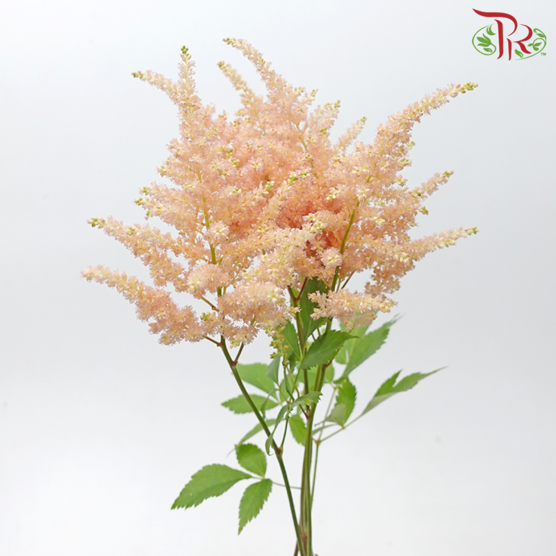 Astilbe - Champagne (5 Stems)-Champagne-Japan-prflorist.com.my