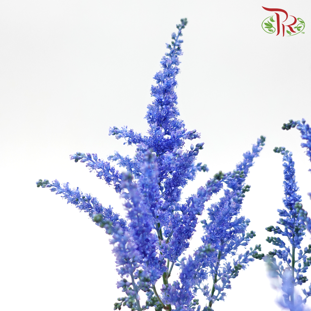 Astilbe - Dark Blue (5 Stems)-Blue-Japan-prflorist.com.my