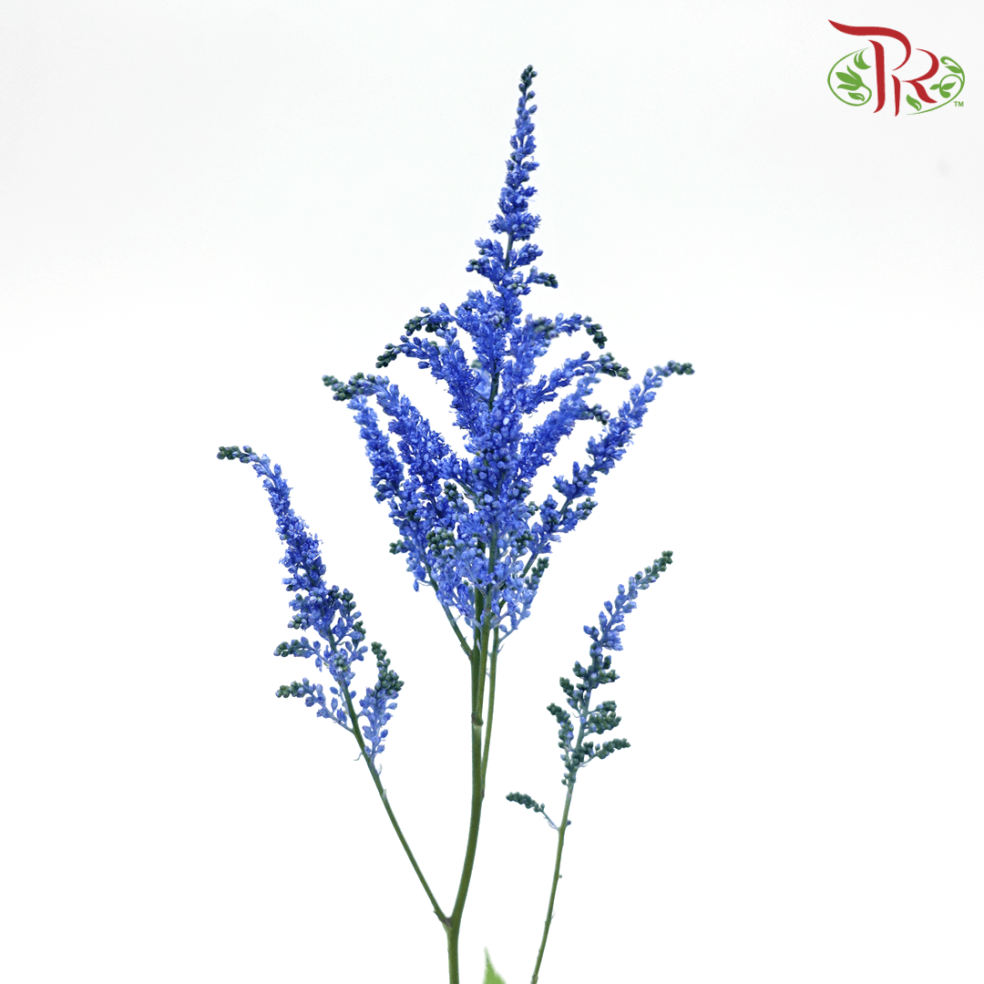 Astilbe - Dark Blue (5 Stems)-Blue-Japan-prflorist.com.my