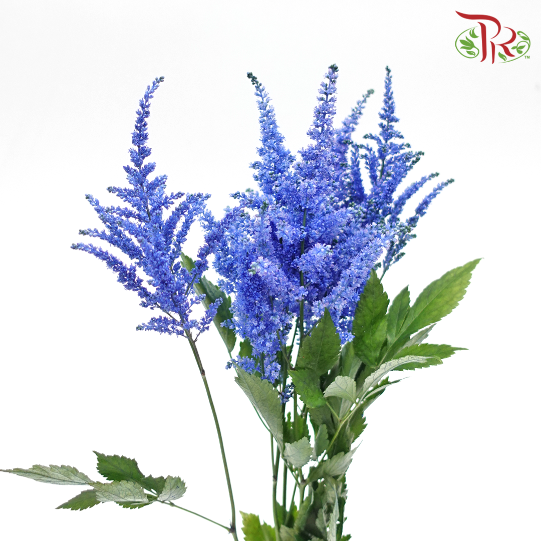 Astilbe - Dark Blue (5 Stems)-Blue-Japan-prflorist.com.my