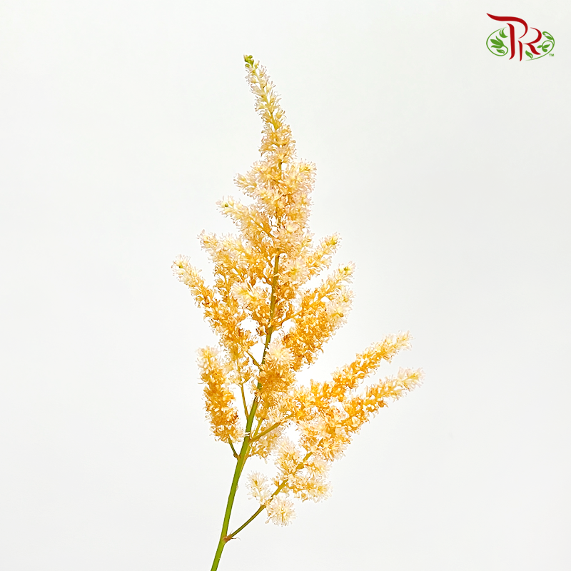Astilbe - Dark Caramel (5 Stems)-Japan-prflorist.com.my