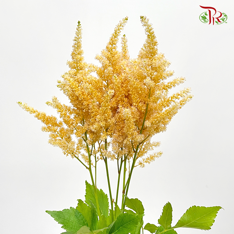 Astilbe - Dark Caramel (5 Stems)-Japan-prflorist.com.my