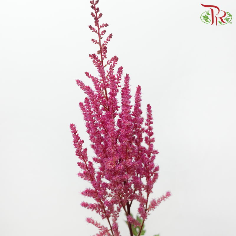 Astilbe - Dark Cherry Pink (5 Stems)-Dark Pink-Japan-prflorist.com.my