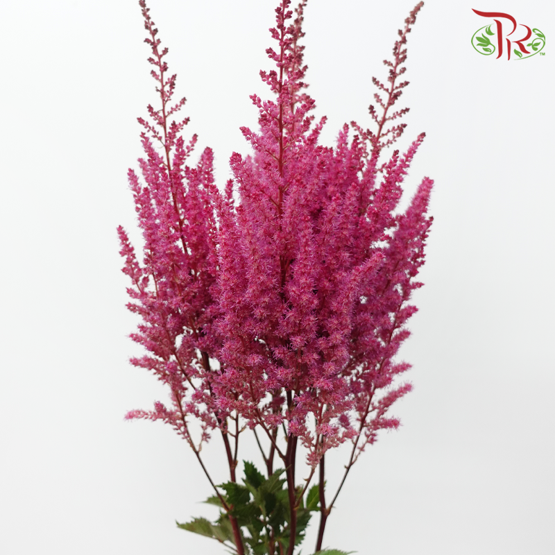 Astilbe - Dark Cherry Pink (5 Stems)-Dark Pink-Japan-prflorist.com.my