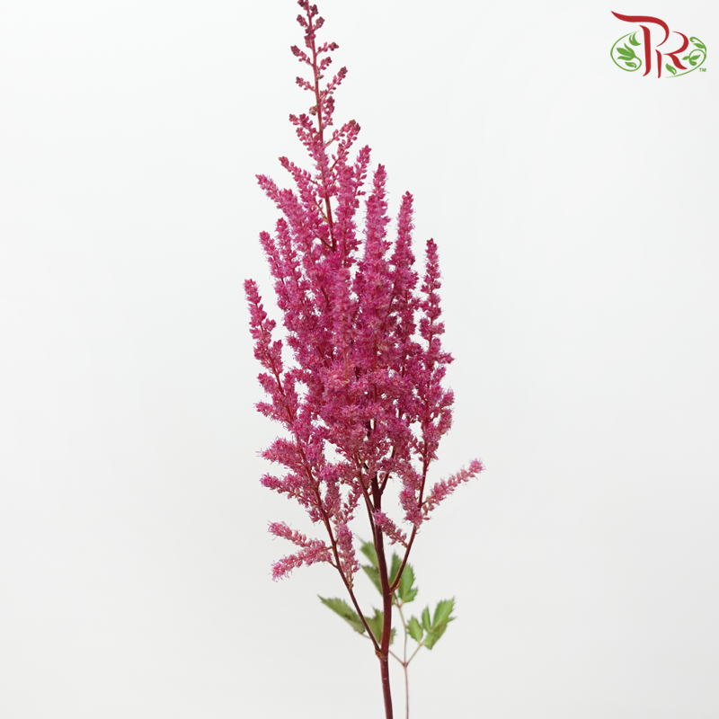 Astilbe - Dark Cherry Pink (5 Stems)-Dark Pink-Japan-prflorist.com.my