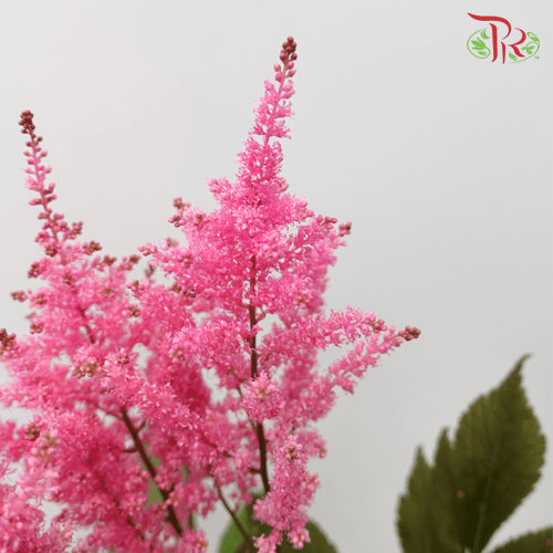 Astilbe - Dark Pink (5 Stems)-Pink-Japan-prflorist.com.my