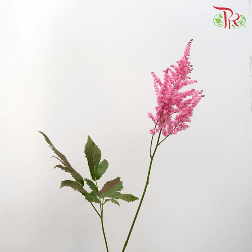 Astilbe - Dark Pink (5 Stems)-Pink-Japan-prflorist.com.my