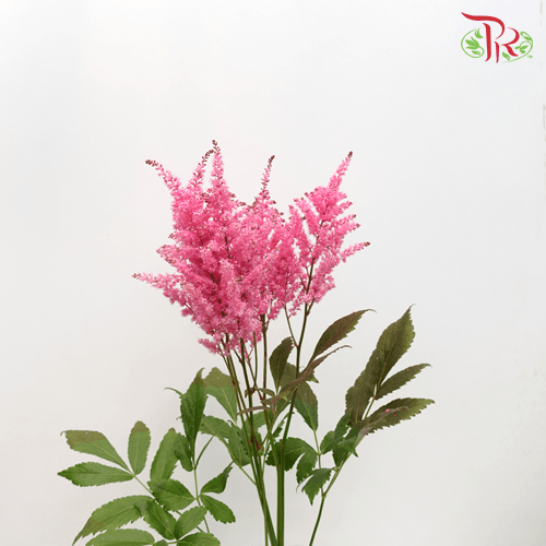 Astilbe - Dark Pink (5 Stems)-Pink-Japan-prflorist.com.my