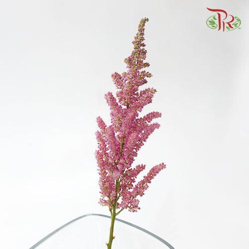 Astilbe - Dark Pink (5 Stems)-Pink-Netherland-prflorist.com.my