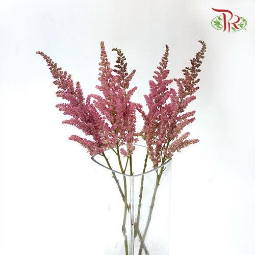 Astilbe - Dark Pink (5 Stems)-Pink-Netherland-prflorist.com.my
