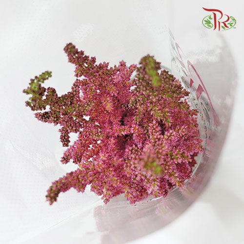 Astilbe - Dark Pink (5 Stems)-Pink-Netherland-prflorist.com.my