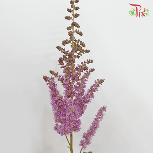 Astilbe - Dark Purple (5 Stems)-Purple-Netherland-prflorist.com.my