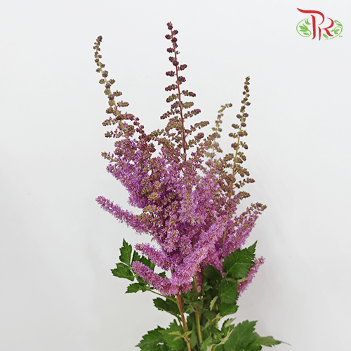 Astilbe - Dark Purple (5 Stems)-Purple-Netherland-prflorist.com.my