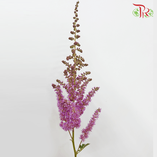 Astilbe - Dark Purple (5 Stems)-Purple-Netherland-prflorist.com.my