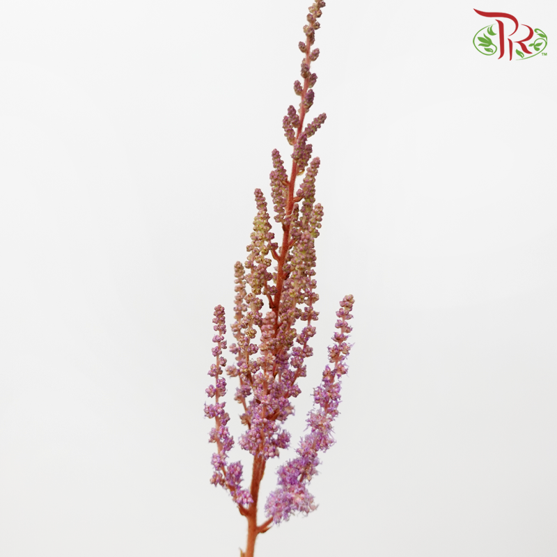 Astilbe - Dusty Lilac (5 Stems)-Lilac-Japan-prflorist.com.my
