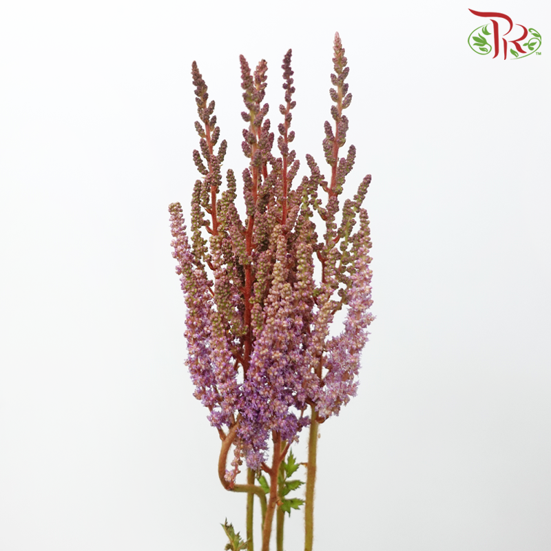 Astilbe - Dusty Lilac (5 Stems)-Lilac-Japan-prflorist.com.my