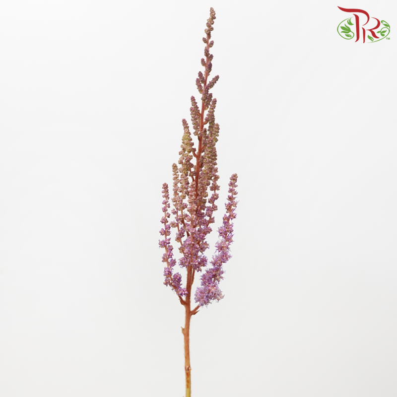 Astilbe - Dusty Lilac (5 Stems)-Lilac-Japan-prflorist.com.my