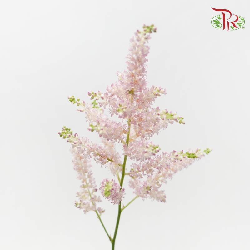 Astilbe - Europa (5 Stems)-Light Pink-Netherland-prflorist.com.my