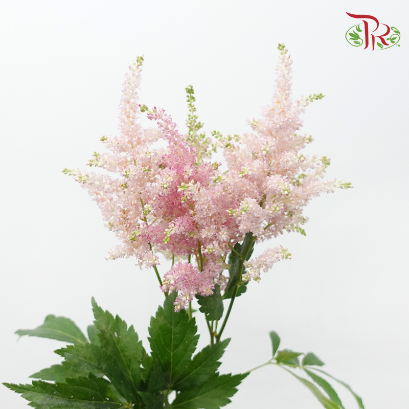 Astilbe - Europa (5 Stems)-Light Pink-Netherland-prflorist.com.my