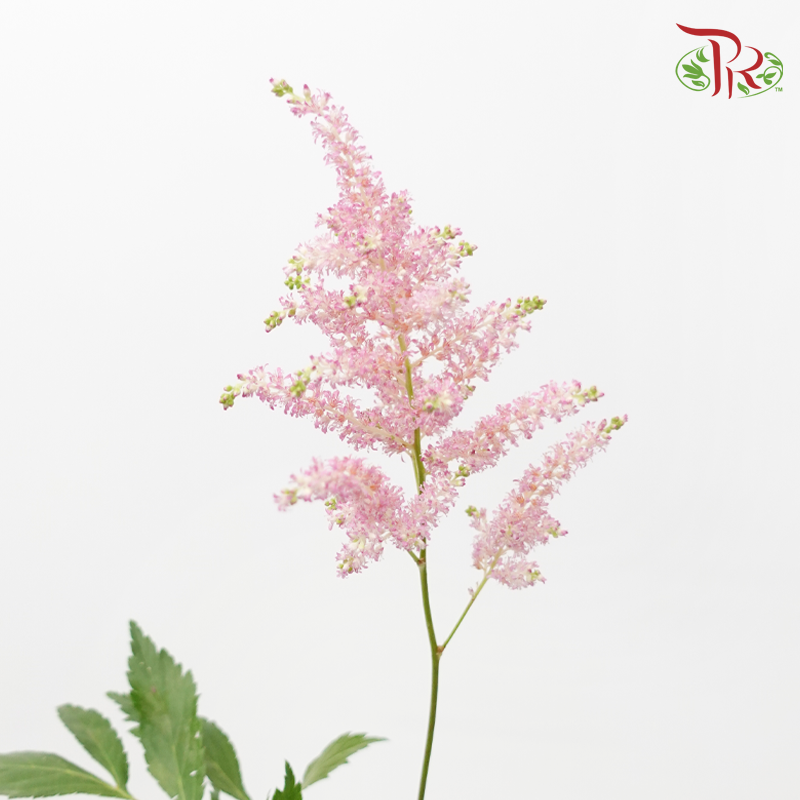Astilbe - Europa (5 Stems)-Light Pink-Netherland-prflorist.com.my
