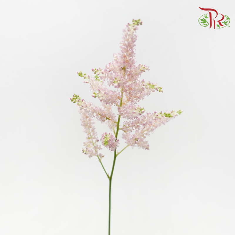 Astilbe - Europa (5 Stems)-Light Pink-Netherland-prflorist.com.my