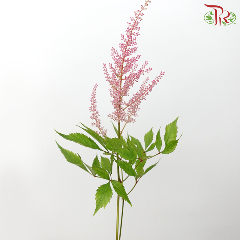 Astilbe - Europa (5 Stems)-Light Pink-Netherland-prflorist.com.my