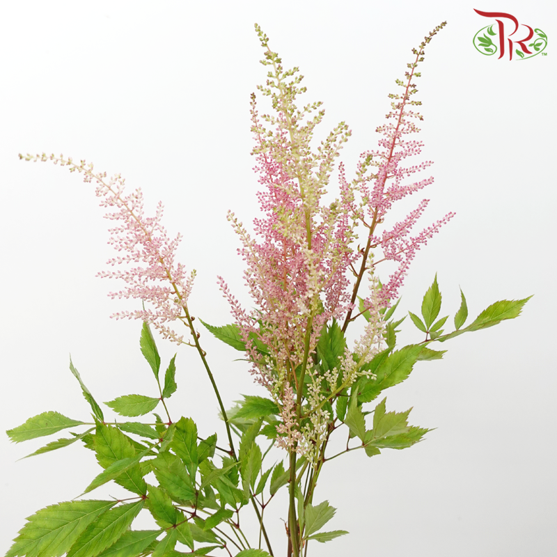 Astilbe - Europa (5 Stems)-Light Pink-Netherland-prflorist.com.my