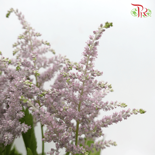 Astilbe - Gray (5 Stems)-Gray-Japan-prflorist.com.my