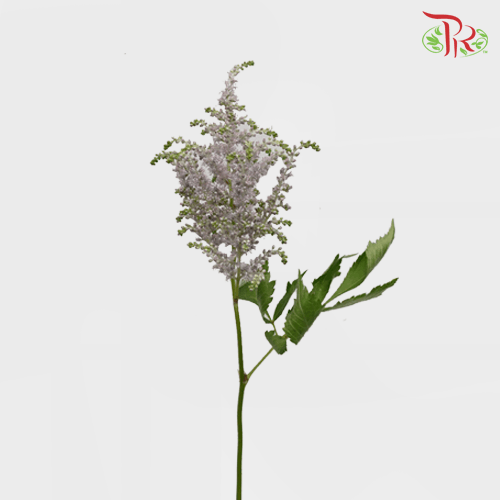 Astilbe - Gray (5 Stems)-Gray-Japan-prflorist.com.my