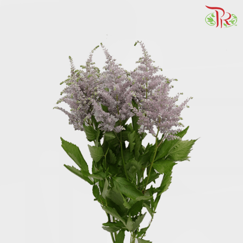 Astilbe - Gray (5 Stems)-Gray-Japan-prflorist.com.my