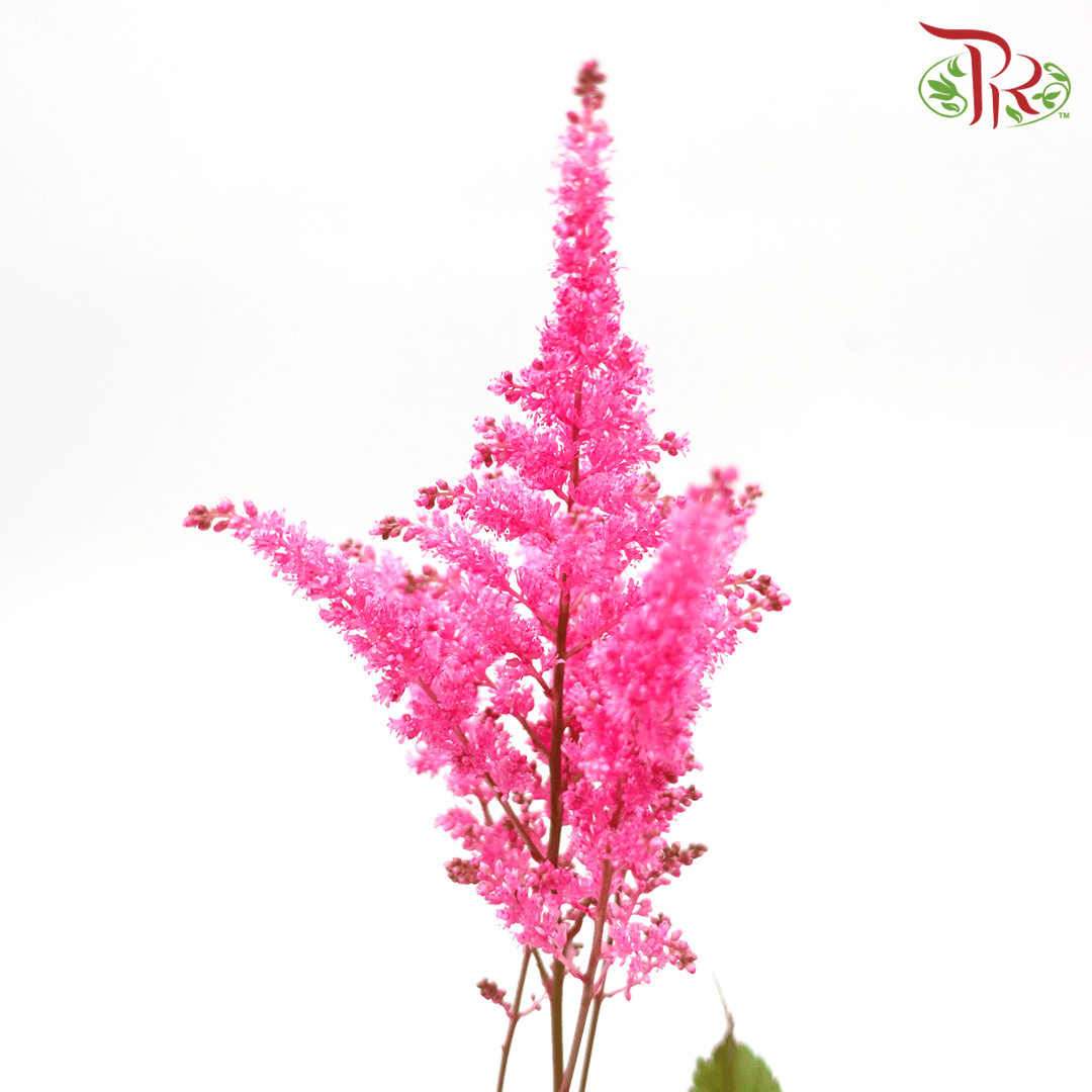 Astilbe - Hot Pink (5 Stems)-Pink-Japan-prflorist.com.my