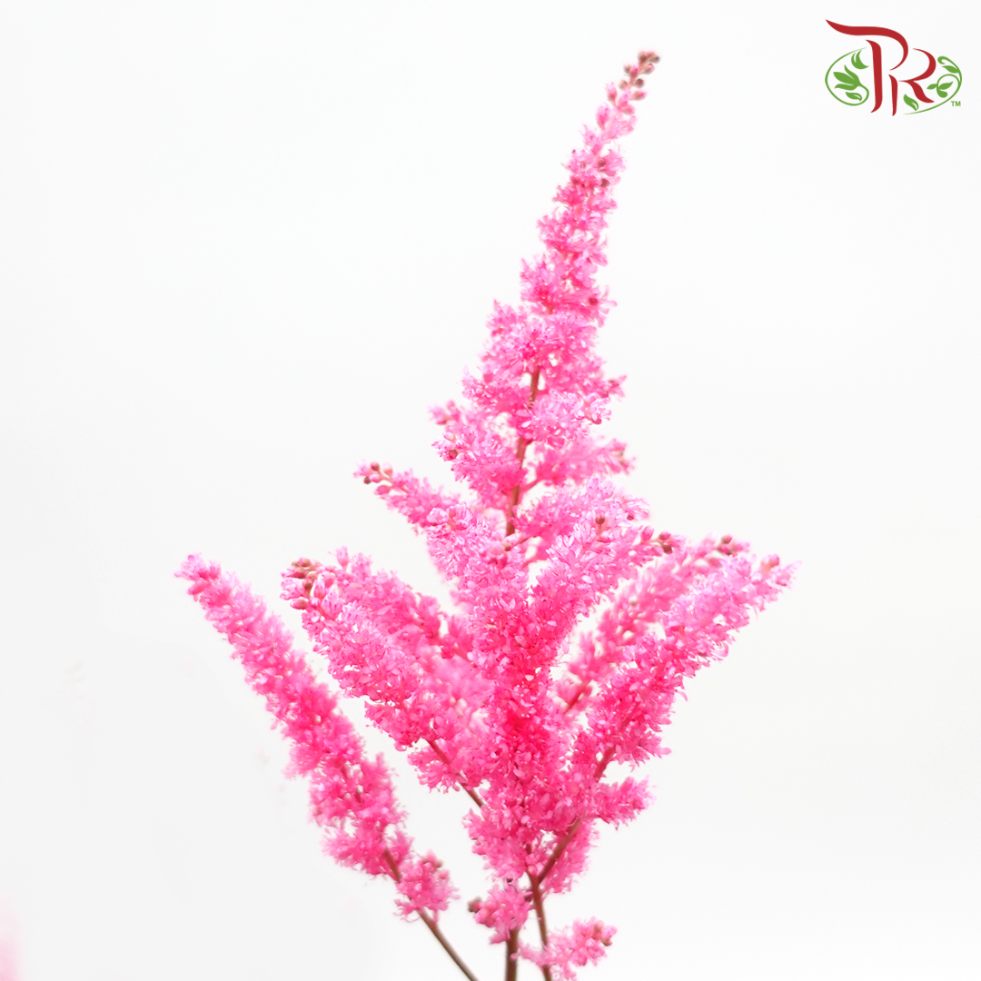 Astilbe - Hot Pink (5 Stems)-Pink-Japan-prflorist.com.my