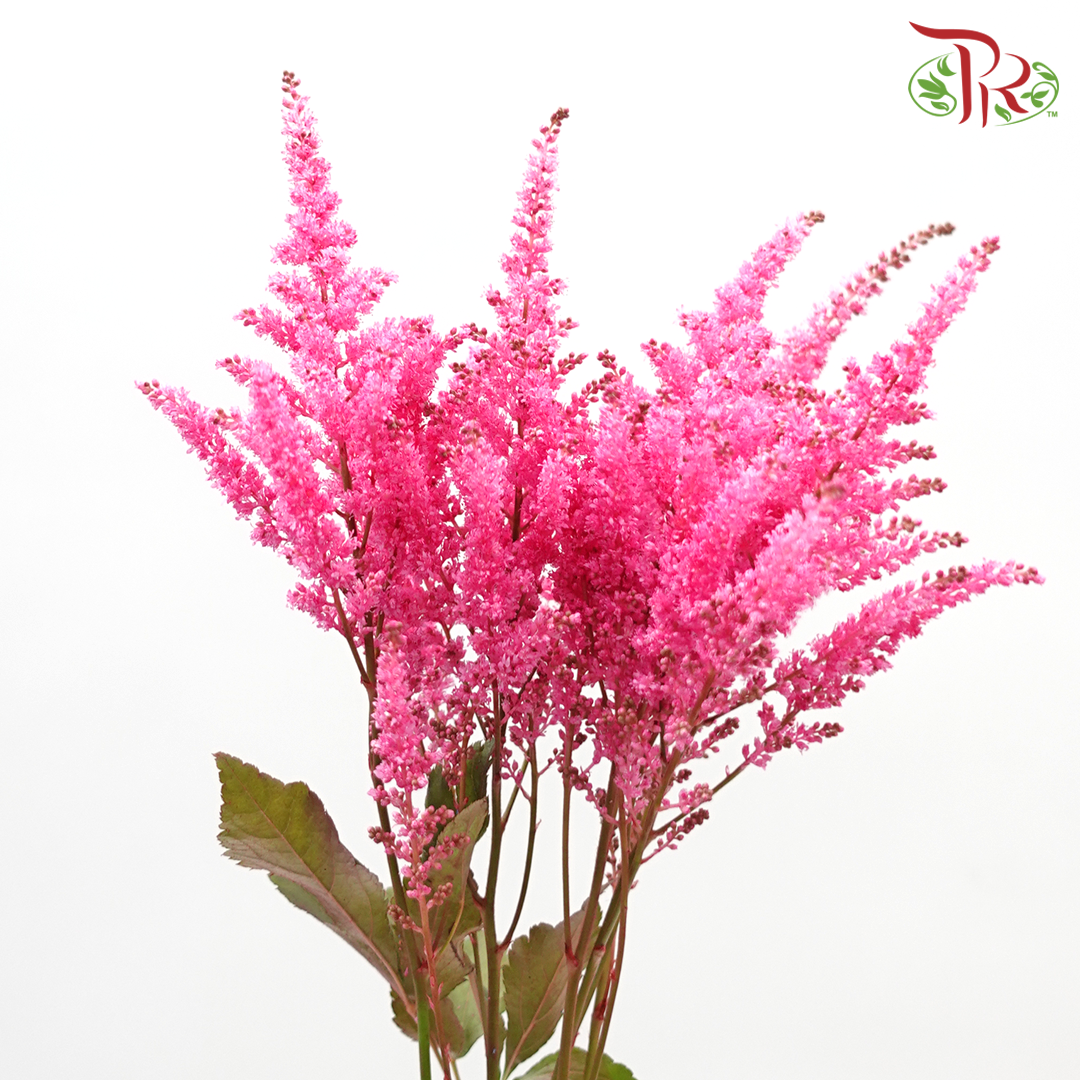 Astilbe - Hot Pink (5 Stems)-Pink-Japan-prflorist.com.my