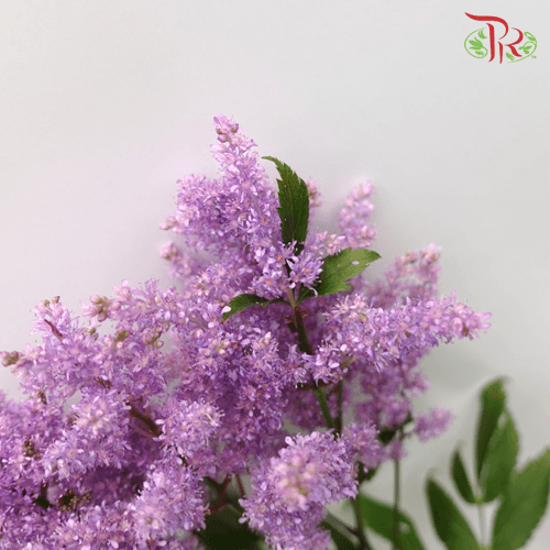 Astilbe - Lavender (5 Stems)-Lavender-Japan-prflorist.com.my