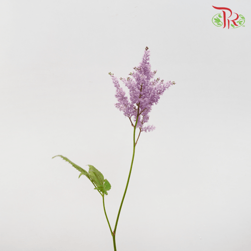 Astilbe - Lavender (5 Stems)-Lavender-Japan-prflorist.com.my