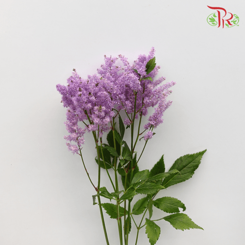 Astilbe - Lavender (5 Stems)-Lavender-Japan-prflorist.com.my