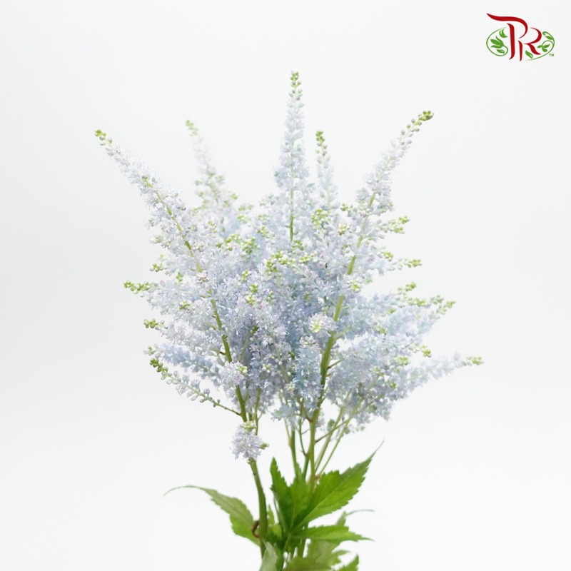 Astilbe - Light Blue (5 Stems)-Light Blue-Japan-prflorist.com.my