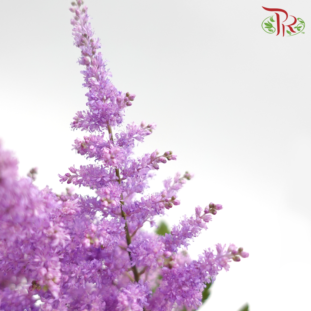 Astilbe - Pastel Purple (5 Stems)-Purple-Japan-prflorist.com.my
