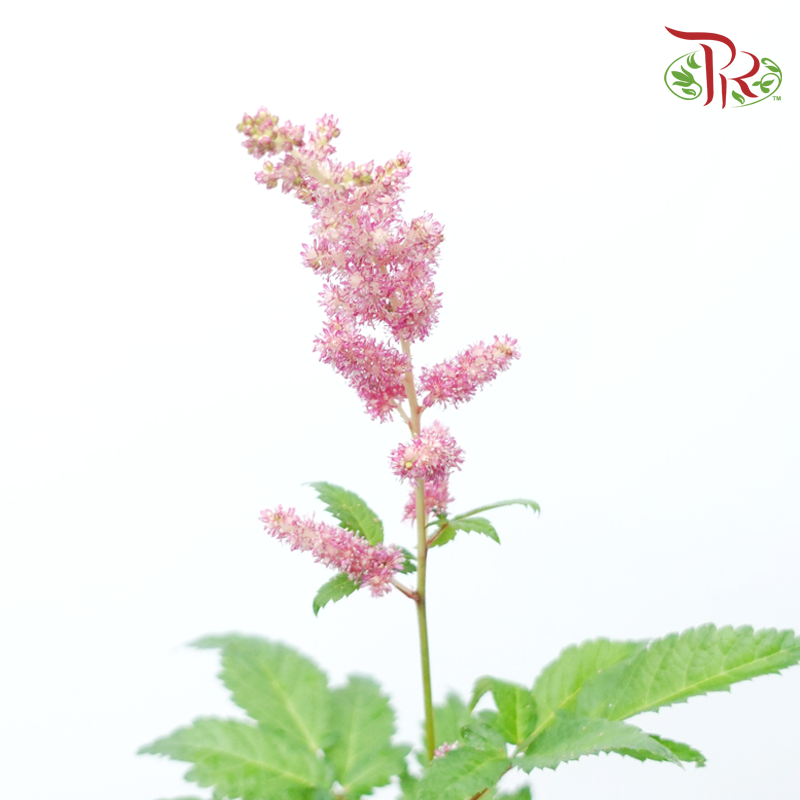 Astilbe - Pink (Per Bunch)-Pink-China-prflorist.com.my