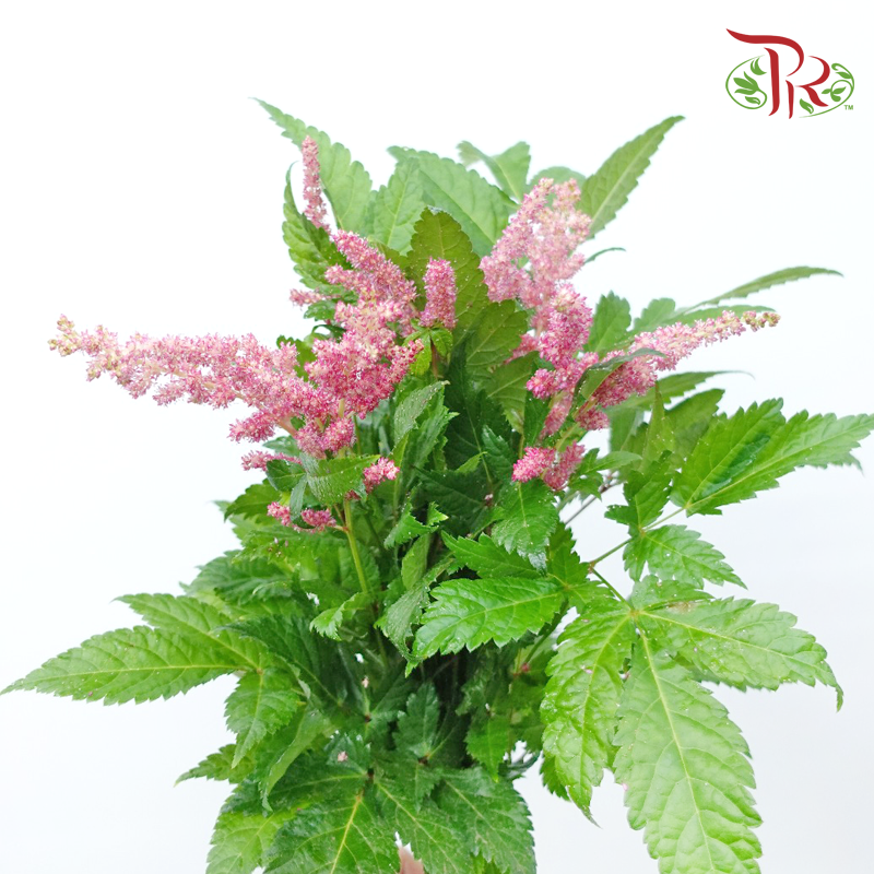 Astilbe - Pink (Per Bunch)-Pink-China-prflorist.com.my