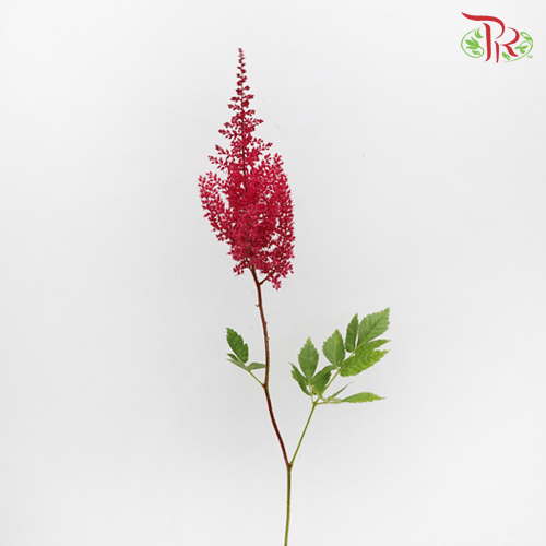 Astilbe - Red (5 Stems)-Red-Netherland-prflorist.com.my
