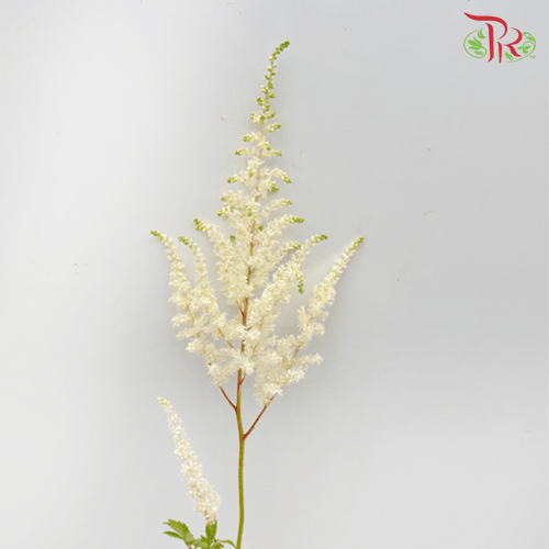Astilbe - White (5 Stems)-White-Netherland-prflorist.com.my