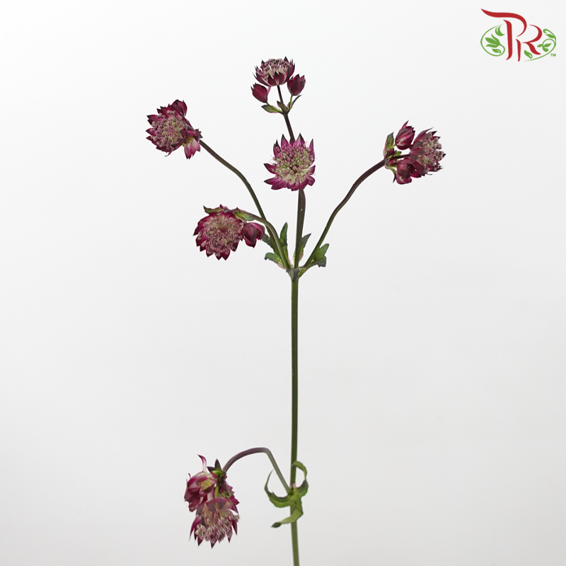 Astrantia - Dark Purple (5 Stems)-Dark Purple-Netherland-prflorist.com.my