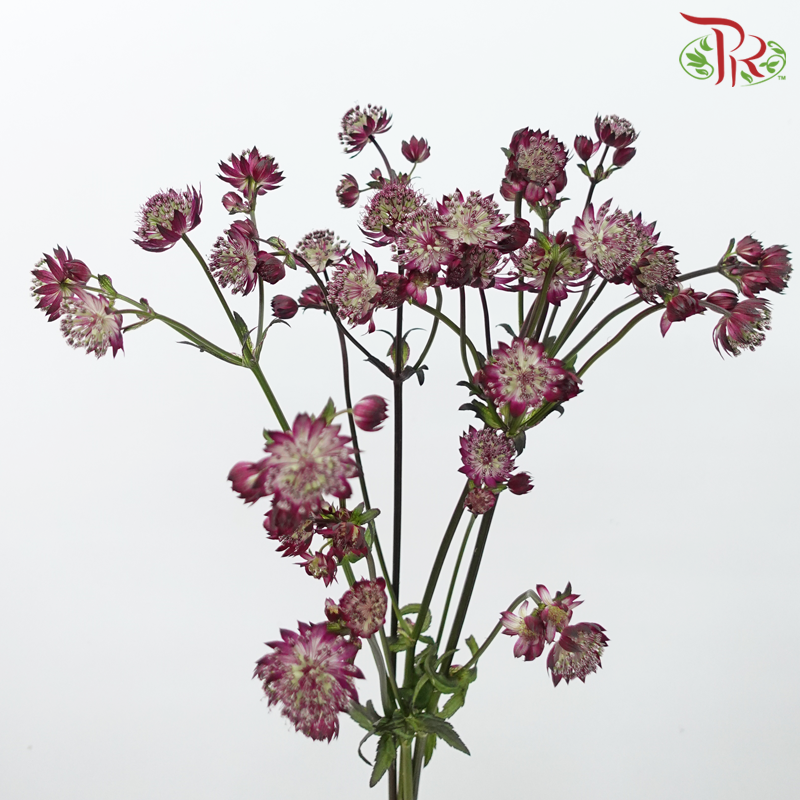 Astrantia - Dark Purple (5 Stems)-Dark Purple-Netherland-prflorist.com.my