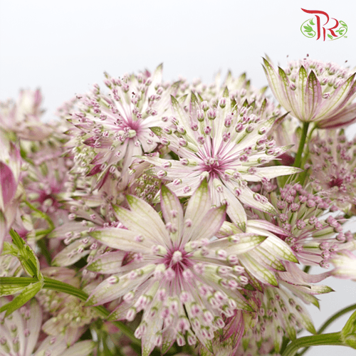 Astrantia - Light Pink (5 Stems)-Pink-Netherland-prflorist.com.my