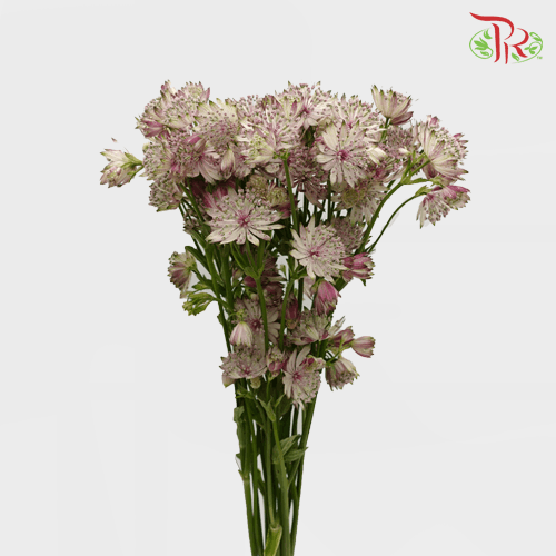 Astrantia - Light Pink (5 Stems)-Pink-Netherland-prflorist.com.my