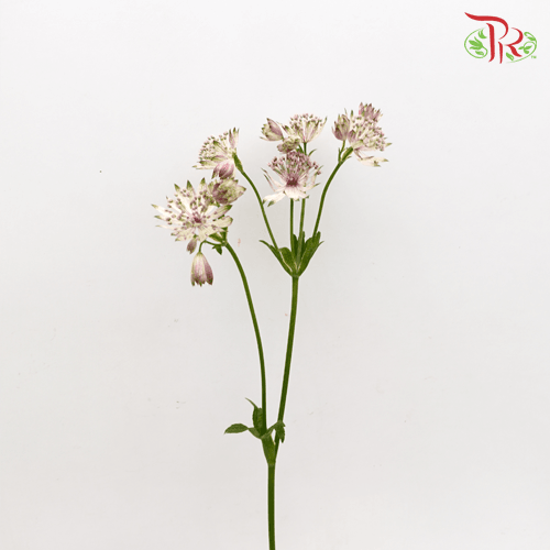 Astrantia - Light Pink (5 Stems)-Pink-Netherland-prflorist.com.my