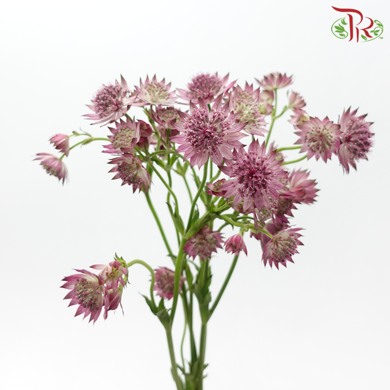 Astrantia - Light Purple (5 Stems)-Purple-Netherland-prflorist.com.my