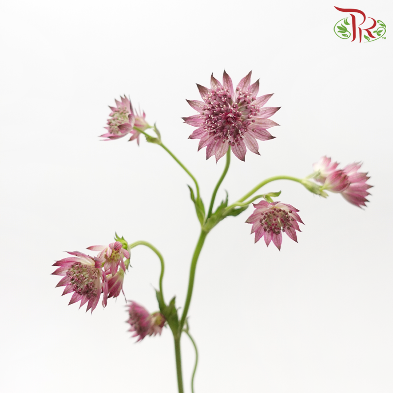 Astrantia - Light Purple (5 Stems)-Purple-Netherland-prflorist.com.my
